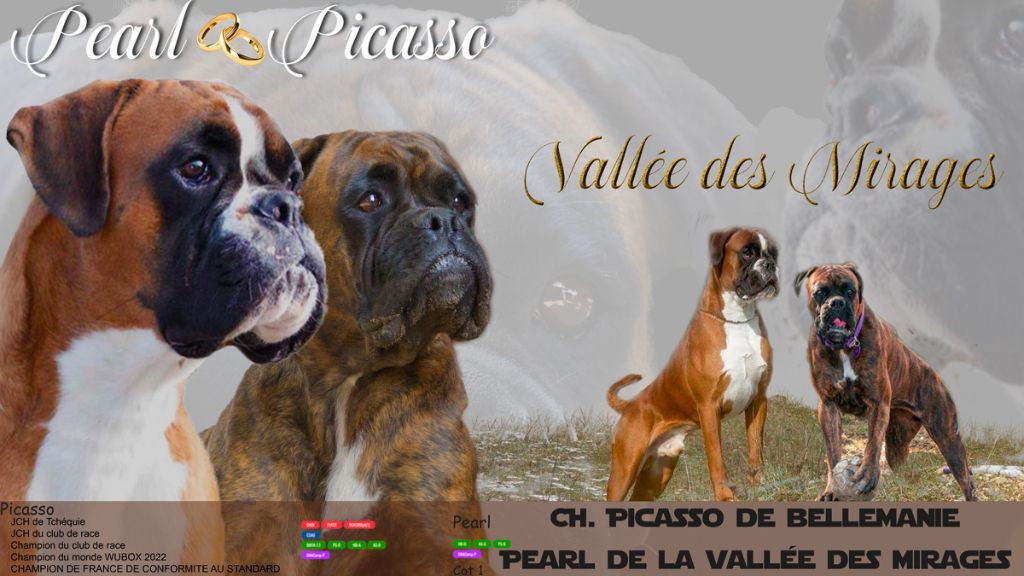 Picasso de Bellemanie et Pearl de la Vallée des Miragesse sont dit oui